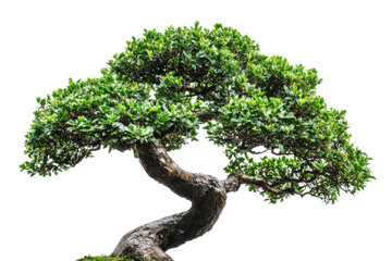 Artistic bonsai tree with lush green foliage isolated on transparent background. Closeup view of a vibrant green tree against a white background.