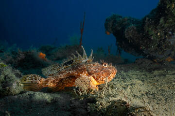 Green Wrasse (Labrus viridis) Swimming in the Aegean Sea