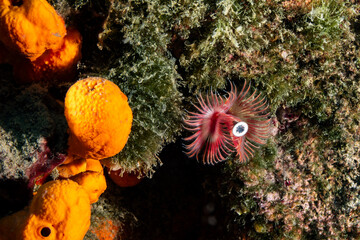Colorful Tube Worm on Rocky Reef Underwater