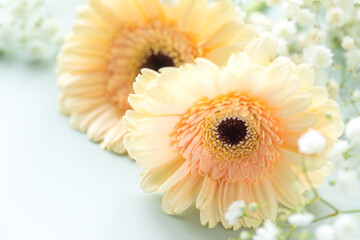 Gerbera Daisies with White Gypsophila. Concept of festive floral decor, wedding invitations, and spring greetings for lifestyle blogs. Bright macro shot with clean space for seasonal marketing