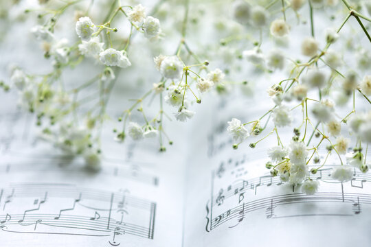 White Gypsophila Blossoms Over Sheet Music Pages In Soft Natural Light. Concept Of Spring Mood, Classical Music Aesthetic, Romantic Atmosphere, Creativity Inspiration, And Floral-Themed Backgrounds