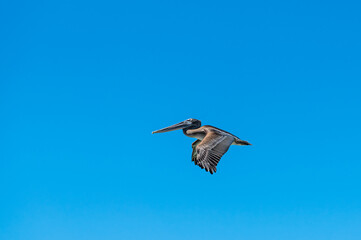 Pélican planant de profil, ailes vers le bas, sur fond d'un grand ciel bleu, Fort Myers, Floride