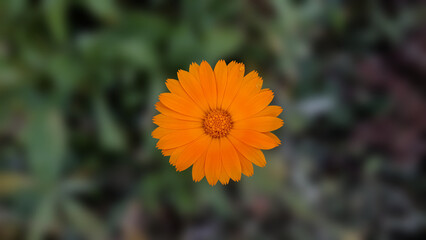 Obraz premium Macro Shot of a Bright Orange Marigold in Full Bloom.