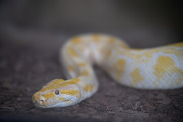 Albino python resting on dark ground looking