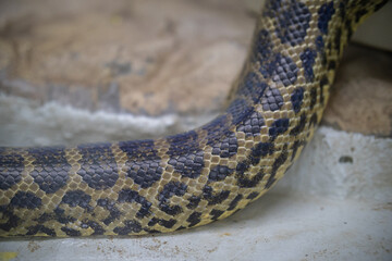 Naklejka premium Snake body pattern showing intricate reptile scales