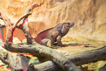 Rhinoceros iguana resting on sandy ground in habitat