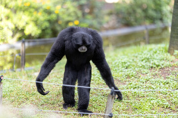 Siamang gibbon exploring green habitat on all fours