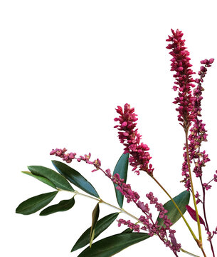 Red bistort, Persicaria with leaves in corner, isolated on transparent background floral design