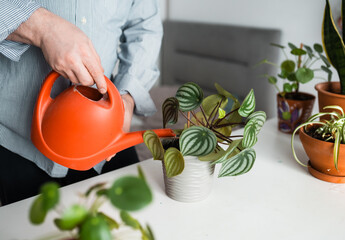 Man watering a houseplant at home interior. © Victoria