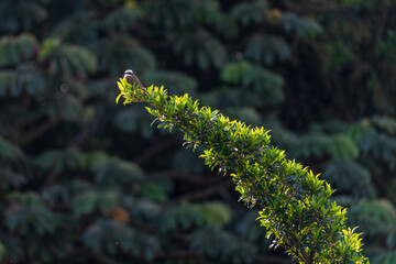 Great Kiskadee bird perched on the end of a narrow elongated branch in Monteverde in Costa Rica at dawn