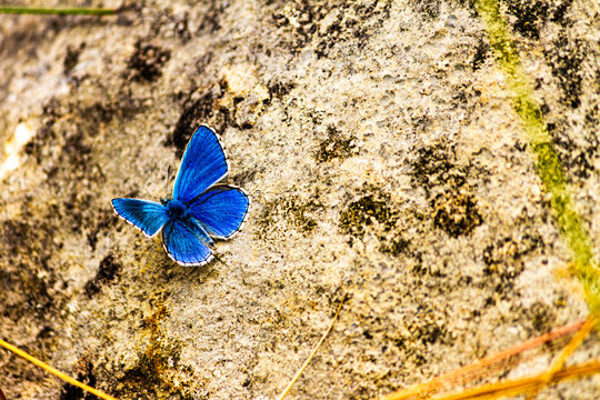 Petit papillon du nom d'argus bleu se pr&eacute;lassant au soleil sur son rocher