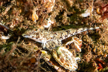 Saddled Seabream (Oblada melanura) Swimming Underwater