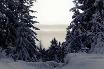 AMONG TREES © Marcin