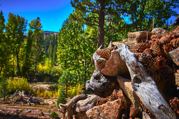 Pinecones and Weathered Log in Sunlit Forest Clearing with Lush Green Trees