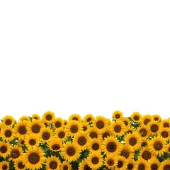 yellow sunflower border