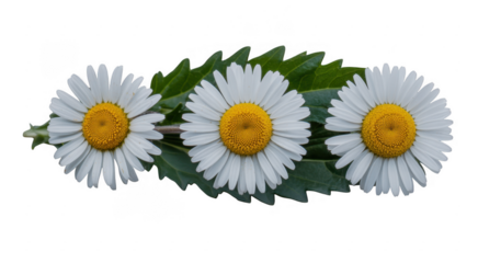 White Daisies flowers daisy chain isolated on a transparent background