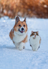 Fluffy tricolor cat and corgi dog running in a winter cold garden on blue snow
