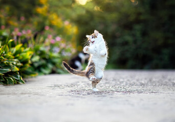  a small curious kitten jumping and playing in a spring garden