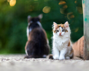 a small curious kitten sits in a spring garden in front of a cat