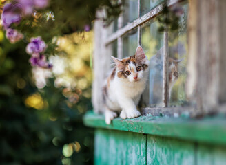 A small cute curious kitten walks along the window ledge of a country house on a sunny summer day.