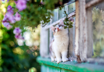 cute, curious calico kitten walks along the window ledge of a country house on a sunny summer day