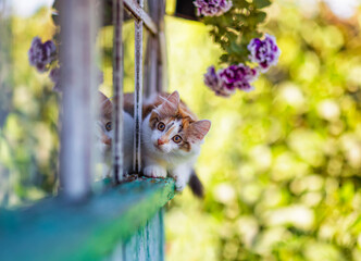 cute, curious calico kitten walks along the window ledge of a country house terrace on a sunny summer day