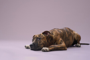 The dog is completely relaxed on the ground. Its body is stretched with head on the floor.