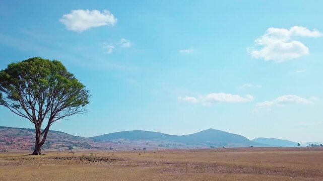 Big green tree and mountains in semi-desert