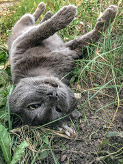 Naklejka premium Dead gray cat lying on its back in lush green grass, natural environment with soft sunlight filtering through leaves