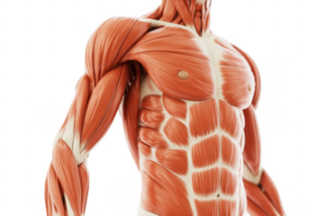 Human muscle anatomy body muscular system isolated on a transparent background