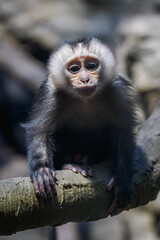 Fototapeta premium A golden lion tamarin baby on a branch in a zoo interior. 