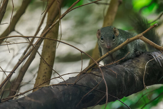 A northern treeshrew on a branch in a zoo interior.

