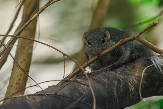 A northern treeshrew on a branch in a zoo interior.

