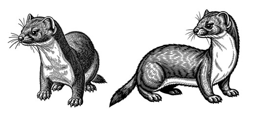Obraz premium Ferrets in vintage line art set