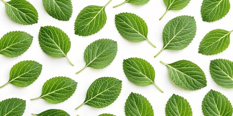 Seamless green leaf pattern, flat lay, clean background
