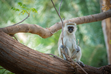 Obraz premium Vervet monkey Chlorocebus pygerythrus Old World monkey of the family Cercopithecidae Arica Kenya