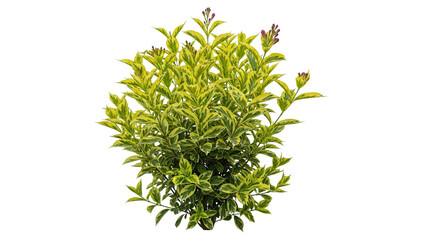 Variegated plant with green yellow leaves, purple buds, cut out, stock png, isolated on transparent background