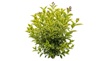 Variegated plant with green yellow leaves, purple buds, cut out, stock png, isolated on transparent background