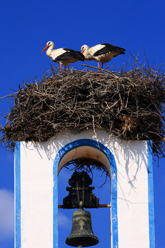 A huge stork's nest and a pair of White Storks - ciconia ciconia, on a church bell tower in the historical centre of Comporta, Setubal distric, Alentejo, Portugal.