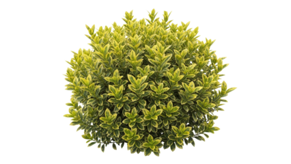 Ornamental variegated shrub with green and yellow leaves, cut out, stock png, isolated on transparent background