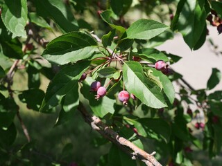 Bechtel Crabapple Tree with Small Red Fruits and Green Leaves in Summer, Colorado