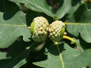 Young Acorns Growing on Prairie Stature Oak Tree in Mid Summer, Colorado