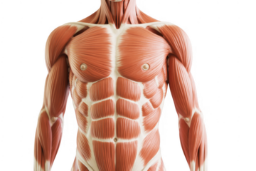 Human muscular anatomy of the upper body muscles torso isolated on a transparent background