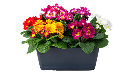 Blooming colorful primula primrose flowers in rectangular dark planter pot isolated on transparent background