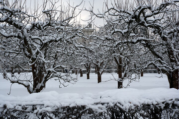 Winter wonderland with snow-covered trees in a quiet orchard