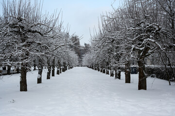 Snow-covered orchard pathway leads into a serene winter wonderland