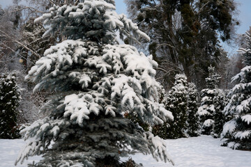 Snow-covered fir trees creating a winter wonderland scene