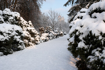 Winter wonderland path surrounded by snow-covered trees
