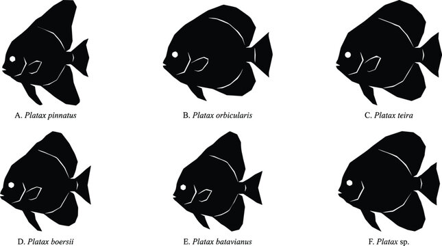 Scientific batfish species silhouettes with labeled Platax illustrations, marine biology vector diagram for education, research, scientific posters, ocean themed design