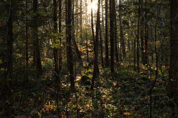 Fototapeta premium sun rays in the forest